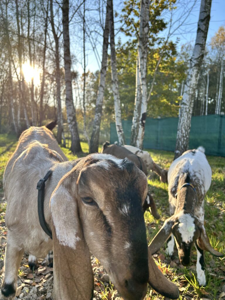 Kozy w zagrodzie. W tle świecące słońce